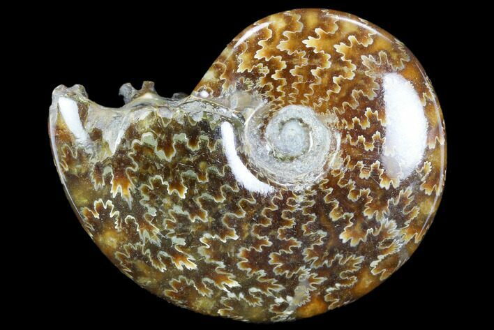Polished, Agatized Ammonite (Cleoniceras) - Madagascar #117416